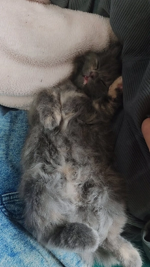 Babykatzen zum Verkauf 