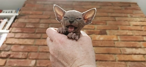 Kätzchen, Kanadische Sphynx