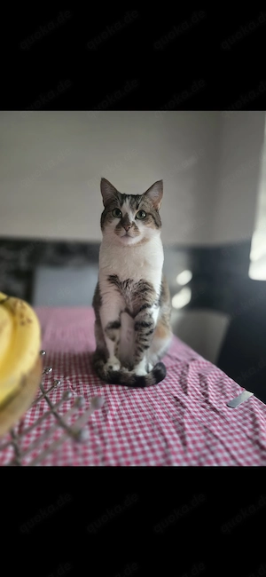 Kira u June suchen ein neues Zuhause 