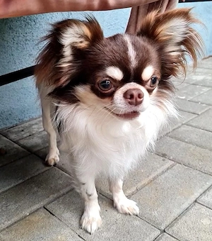 Wunderschöner Chihuahuarüde sucht ein liebevolles Zuhause auf Lebenszeit 