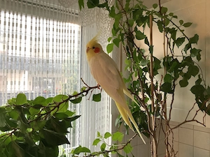 Handzahme schöne Nymphe. zum verkaufen 