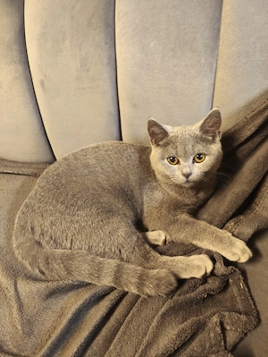 BKH Jung-Katze sucht ein liebevolles Zuhause 