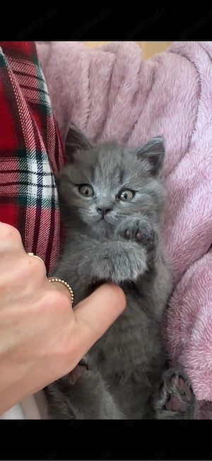 BKH Reinrasig zuckersüße Baby ;)noch 2 da !