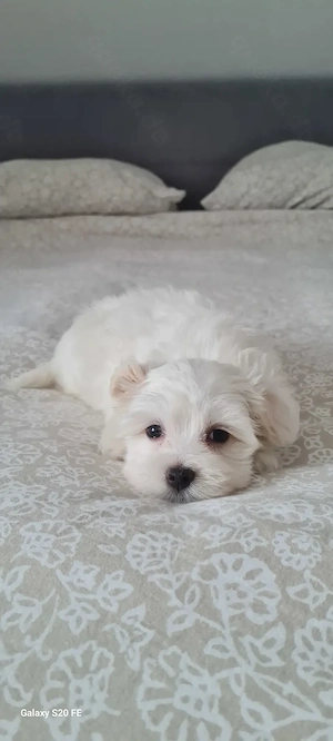 Malteser Welpe sucht eine liebevolle Familie