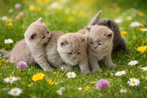 Bkh Kitten lilac & blue