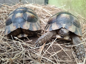 Breitrandschildkröten 