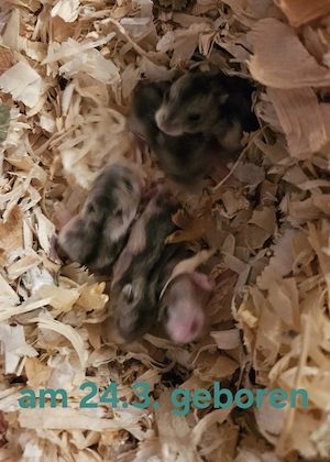 Zwerghamster Jungtiere 