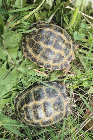 Steppenschildkröten (Testudo horsfieldii, Vierzehenschildkröte, russische Landschildkröte, NZ 2024)