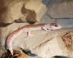 Super Galaxy Pied 0.1 Weibchen Leopardgecko 