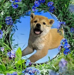  Shiba Inu Welpen,reinrassig (4 Reserviert)