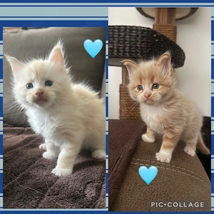 XXL Maine Coon Kitten Katerchen , Kater
