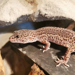Blacknight Eclipse 0.1 Weibchen Leopardgecko 