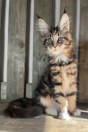 Wunderschönes Maine-Coon-Kätzchen (weiblich, 3 Monate)   freundlich und familienfreundlich