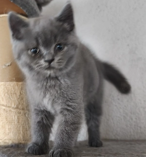 BKH Kater in der Farbe blue 