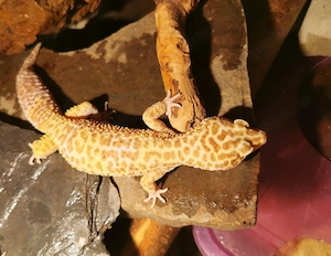 Super Gigant Tremper Albino het eclipse 0.1 Leopardgecko 