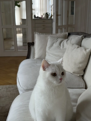 Kitten BKH Katze weiß weiss Katzendame Mädchen 