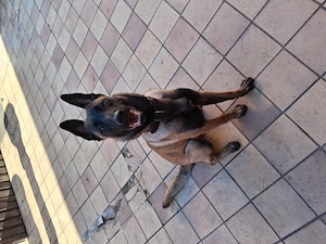 Belgischer Schäferhund