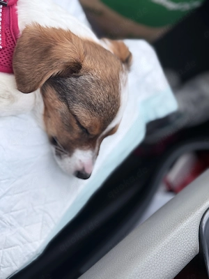 Jack Russell Terrier   klein, aber voller Energie