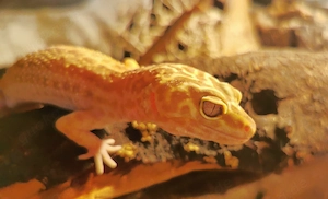 Giant Tremper Albino het Eclipse 0.1 Leopardgecko 
