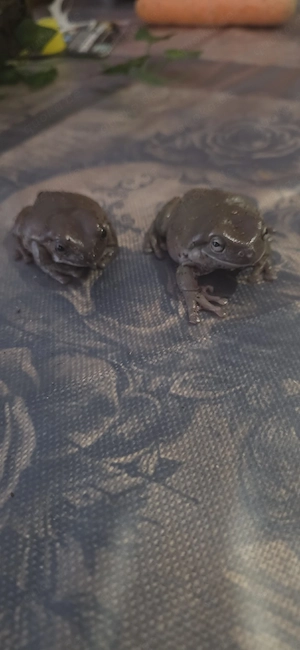 Korallenfinger Laubfrosch