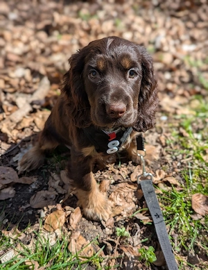 Hübsche Cockermixwelpen komplett geimpft für 1jahr