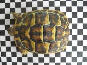 Weibliche Testudo hermanni hermanni zu verkaufen