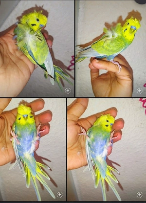 extrem Zahm Wellensittich handzahm Vögel zutraulich Rainbow 