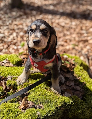 Hübsche Cockermixwelpen komplett geimpft für 1jahr