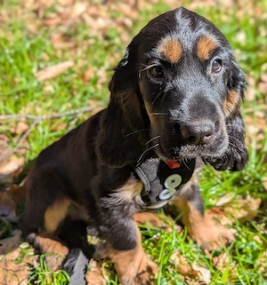 Hübsche Cockermixwelpen komplett geimpft für 1jahr