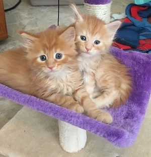 Entzückender Maincoon zur Adoption und Verschiebung verfügbar