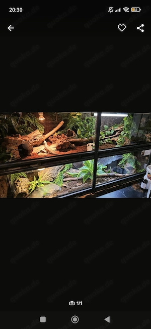 Biete hier ein Terrarium sowie eine Mix-Boa und einen Königspython 