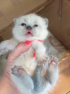 Bkh Kitten Blau Augen. 