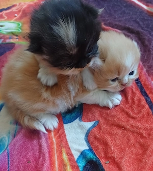 Reinrassige Perserkätzchen