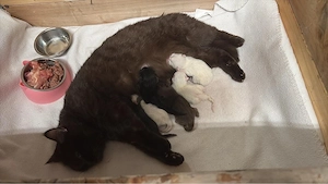 bkh blue point & chocolate