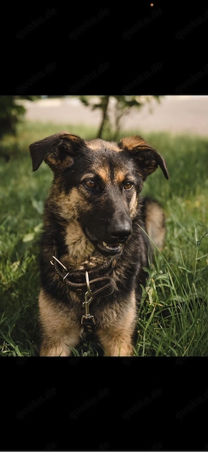 Hundedame (Mischling   Border Collie   Schäferhund)