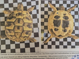 Griechische Landschildkröte, Testudo hermanni boettgeri NZ 2024 