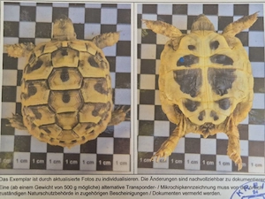 Griechische Landschildkröte, Testudo hermanni boettgeri NZ 2024 