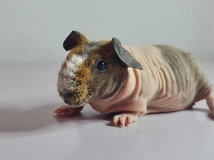 Skinny Meerschweinchen Böckchen 