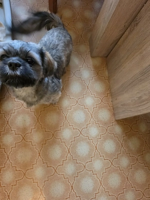 Shi Tzu Hündin zur Abgabe