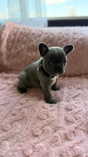 Französische Bulldoggenwelpen - Bulldog welpen