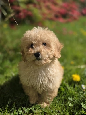 Wunderschöner Maltipoo Welpe 