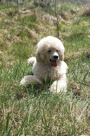Kleinpudel, Junge, 15 Wochen alt.