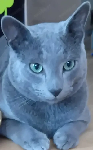 Deckkater Reinrassiger Russisch Blau