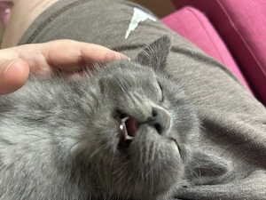 BKH Grauer Junge Abgabe bereit