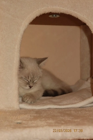    Süßes Kitten (Blue Point) sucht ein liebevolles Zuhause   