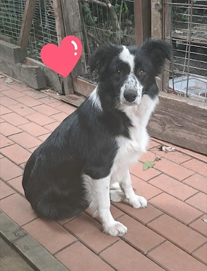 Border Collie Hündin 