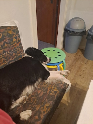 Border Collie Hündin  Bild 2