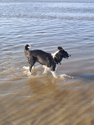 Border Collie Hündin  Bild 3
