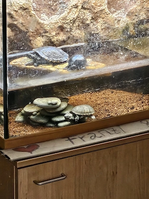 Moschus Wasserschildkröten 