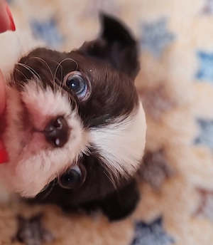 *Chihuahua Welpen mit Ahnentafel Körzucht*